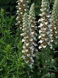 Grecian foxglove